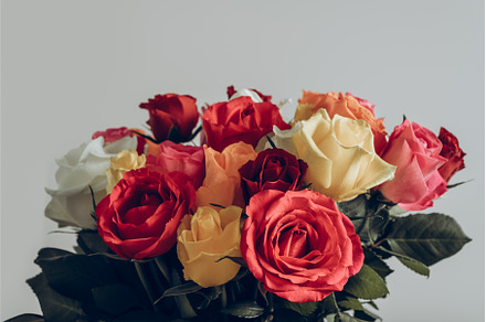 Flora Photo Pack V3 Featuring Flora Plants And Blossom
