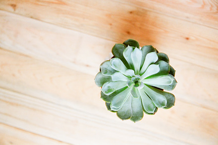 Succulent Stock Photo, a Photo by Fine Stock Art