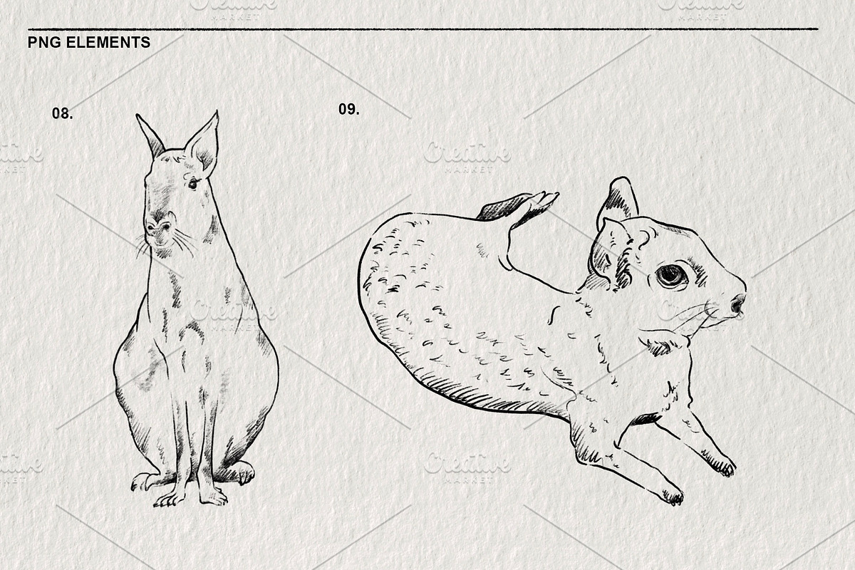 Sketches of the Mara animal in PNG, an Animal Illustration by LOKSKIH (Photo 6 of 6)