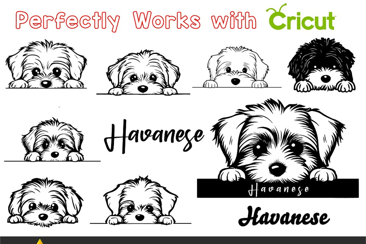 Peeking Havanese Dog Puppy Vector, an Animal Illustration by ARTify Illustrations (Photo 2 of 8)