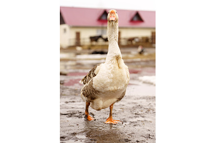 Geese walking by a wooden deck on a, a Nature Photo by darksoul72
