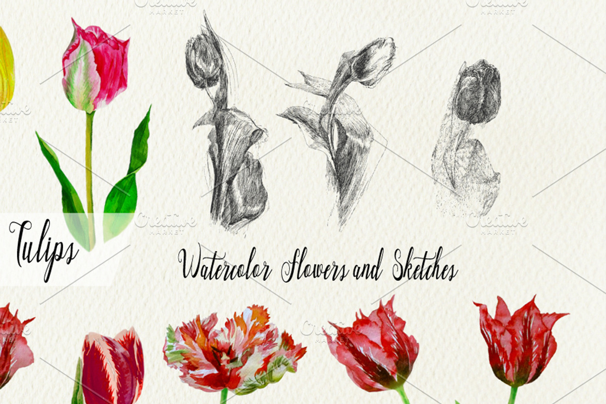 Red Tulips. Watercolor Clip Art, a Decorative Illustration by Nataliapiache (Photo 3 of 5)