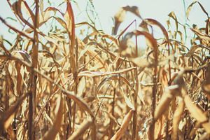 Dried corn stock photo containing dried and drought