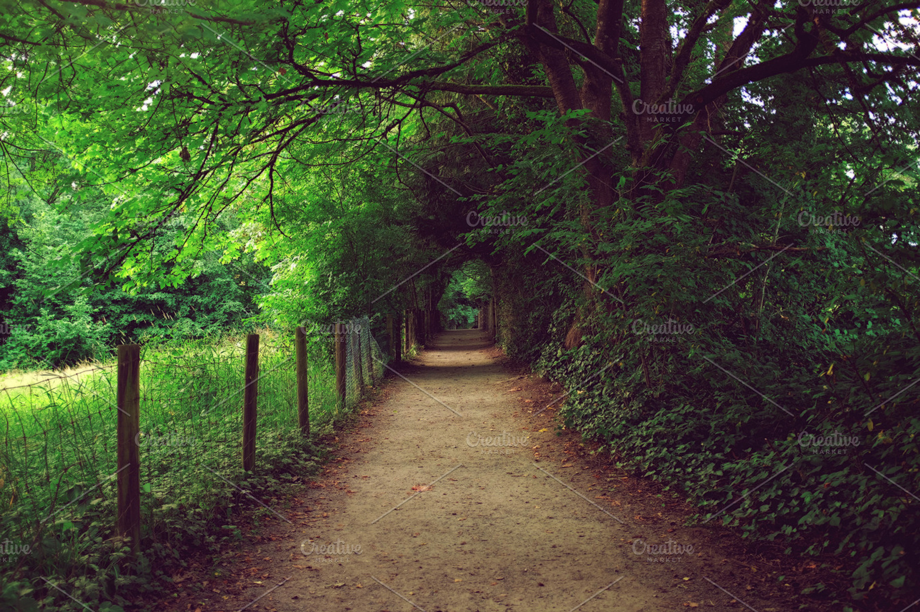 Beautiful Nature Path Containing Nature Green And Forest