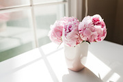 Pink Peony Bundle + 3 Bonus Images, a Nature Photo by Light & Grace (Thumbnail 5 of 8)