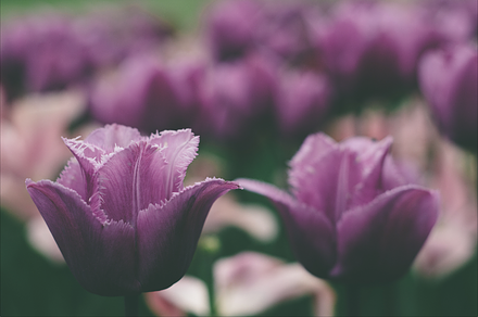 Violet tulips stock photo containing violet and tulips, a Nature Photo by Calm the Chaos