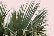 Plants on Pink ~ 4 Stock Photos, a Nature Photo by Dee Andreoli Photography (Thumbnail 3 of 5)
