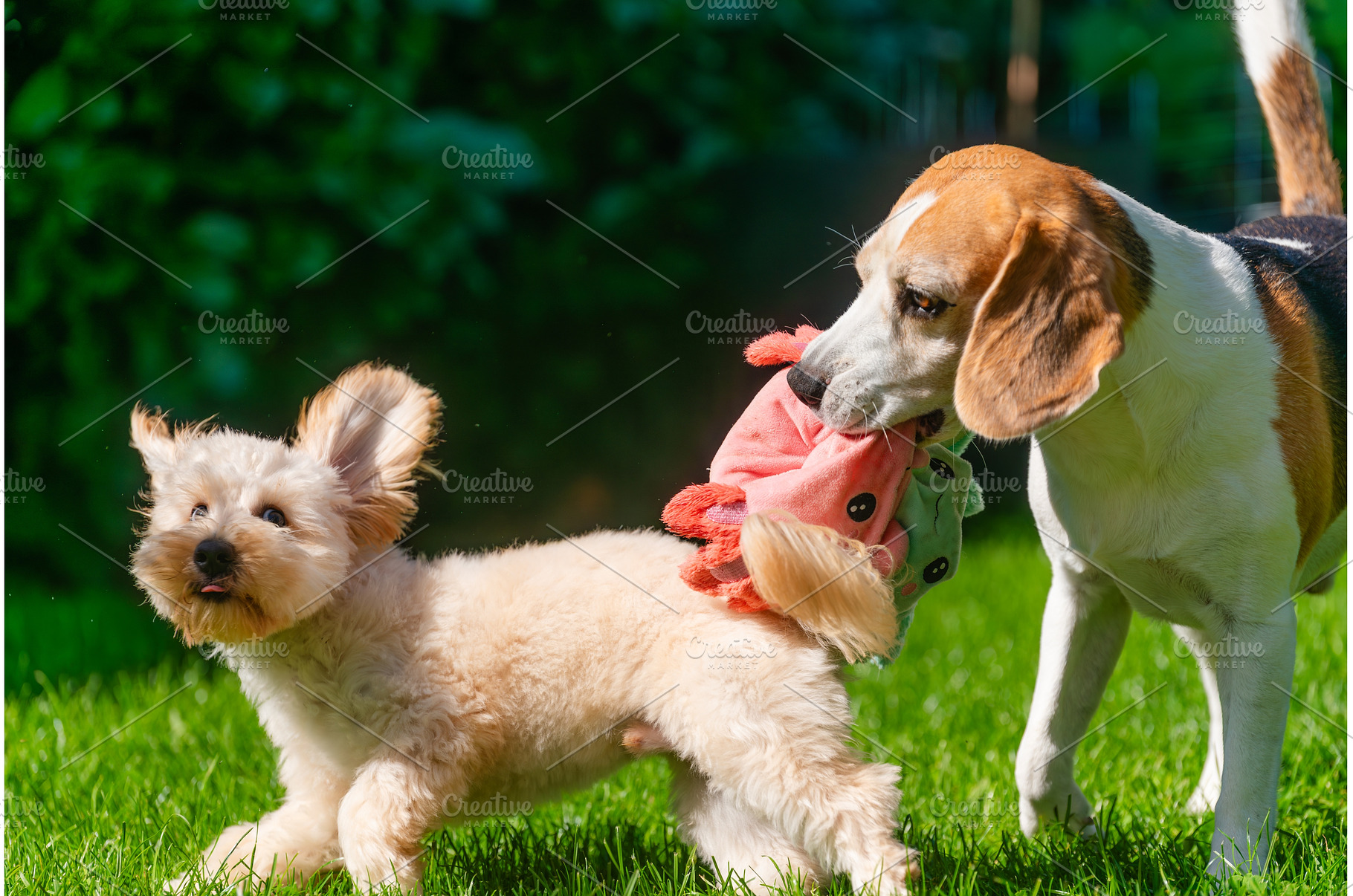Beagle and Maltipoo Puppy Playing, an Animal Photo by MadPhotos
