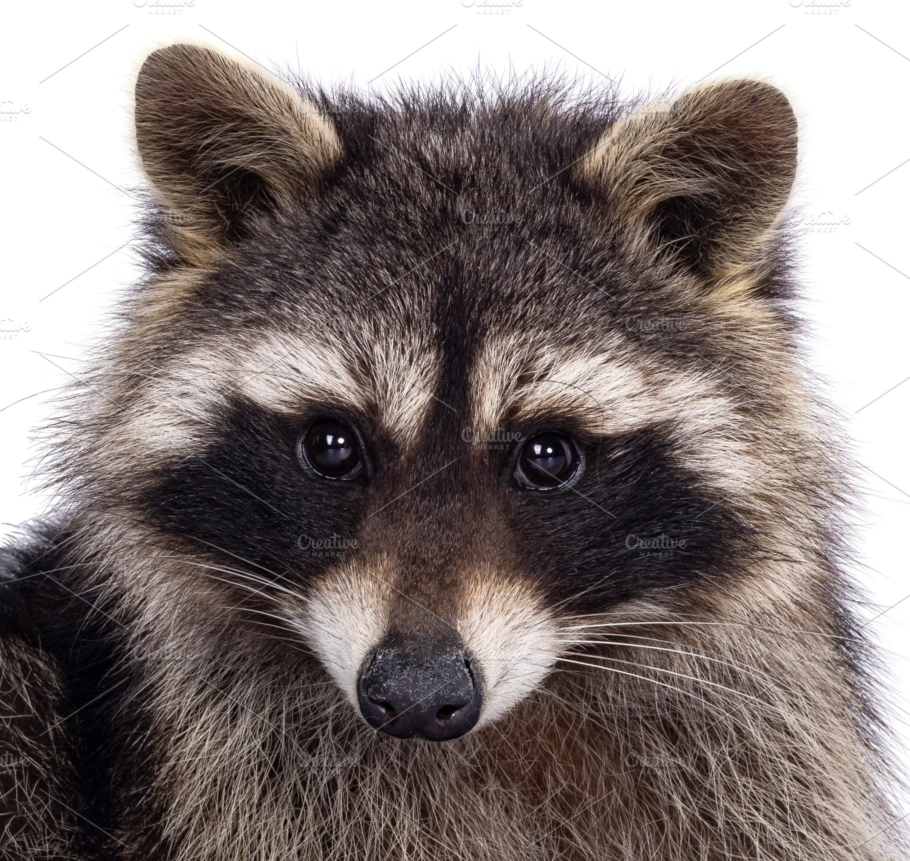 Raccoon on white background, an Animal Photo by Cat'chy Images by Nynke