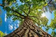 98 Trees view from below, a Nature Photo by Handmadefont (Thumbnail 8 of 98)