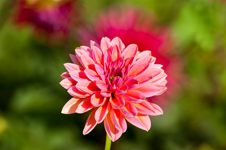 beautiful red and pink flowers, a Photo by MyPhotos