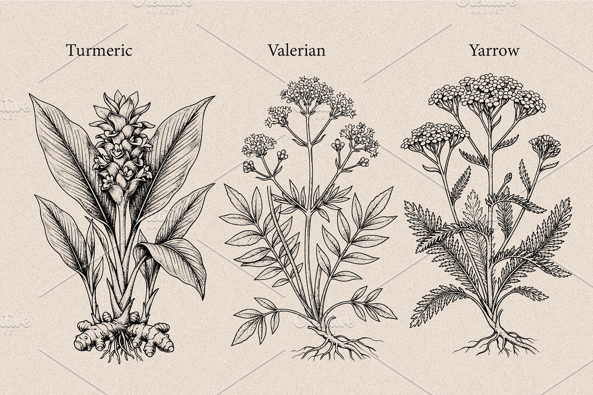 30 Medicinal Herbs & Plants, a Decorative Illustration by Gonez Studio (Photo 11 of 19)
