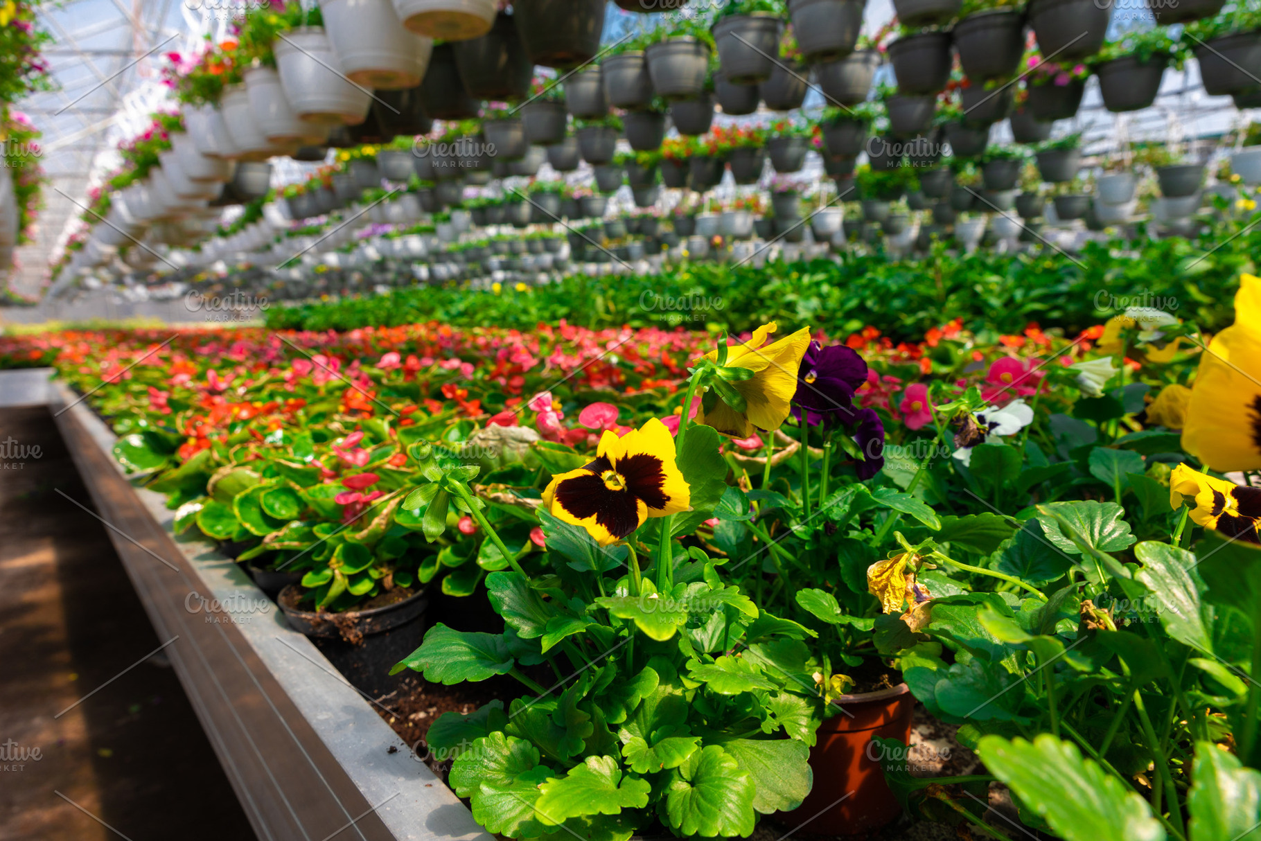 Colorful pansies and begonias bloom in pots under rows of hangin, a Nature Photo by Ales Munt