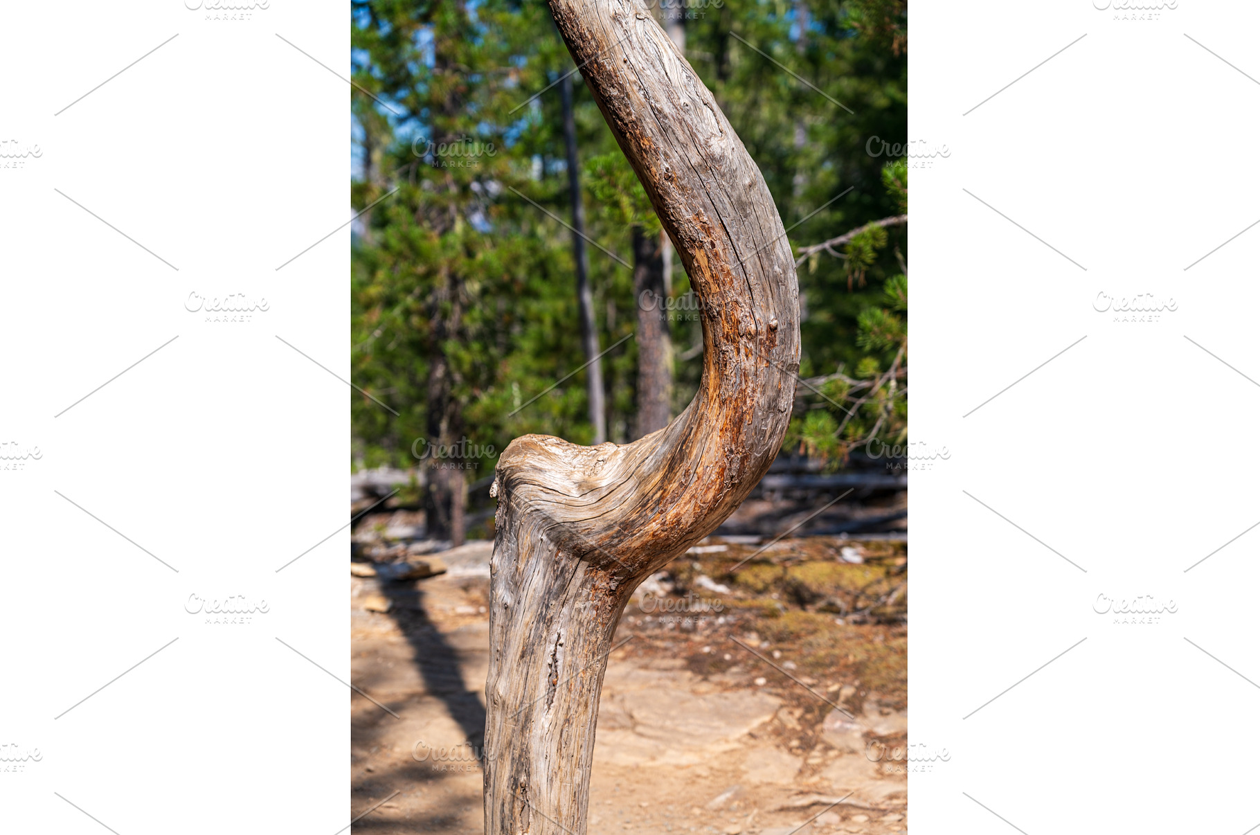 Smooth but curved tree trunk by, a Nature Photo by Backyard Stock
