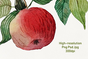 Watercolor Red Apple Brunch Clipart