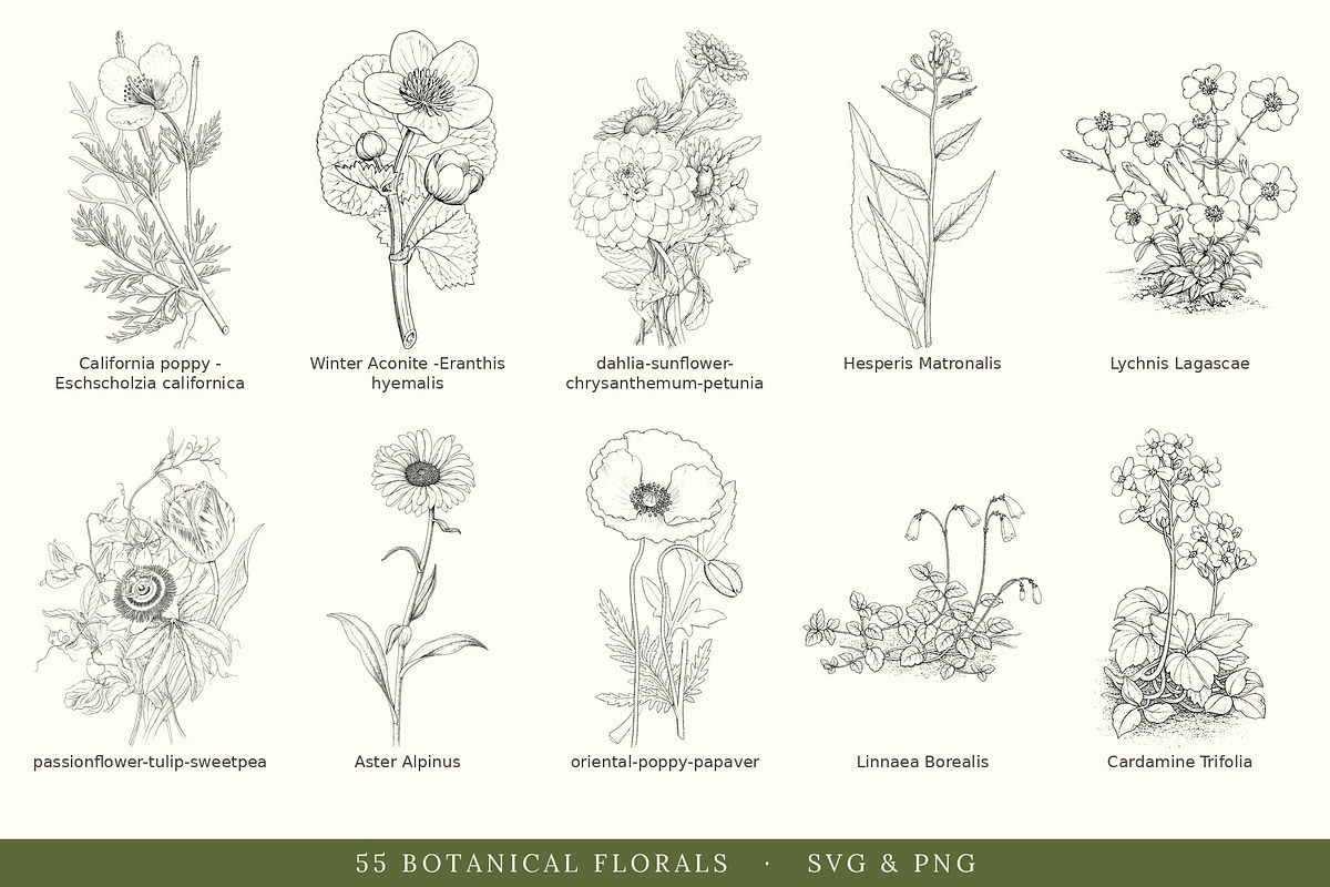 Botanical Floral Line Art Collection, a Decorative Illustration by AW Studios (Photo 5 of 9)