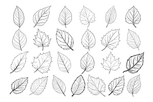 50 Leaves Procreate Stamps