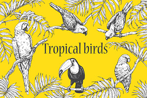 Tropical Birds Sketch