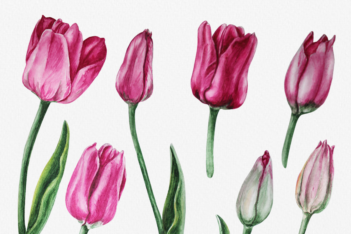 Pink tulips illustration clipart, a Decorative Illustration by Alla Art Poster (Photo 2 of 4)