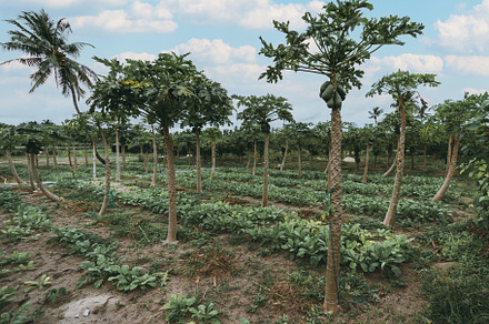 Papaya plantation and radish beds, a Nature Photo by SkyNext