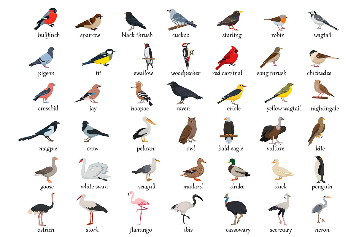 Bird collection, an Animal Illustration by Elena Istomina (Photo 2 of 7)