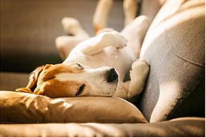 Funny Beagle Dog Sleeping Upside