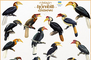 Vintage hornbill illustrations, an Animal Illustration by Natalka Dmitrova art (Thumbnail 17 of 17)