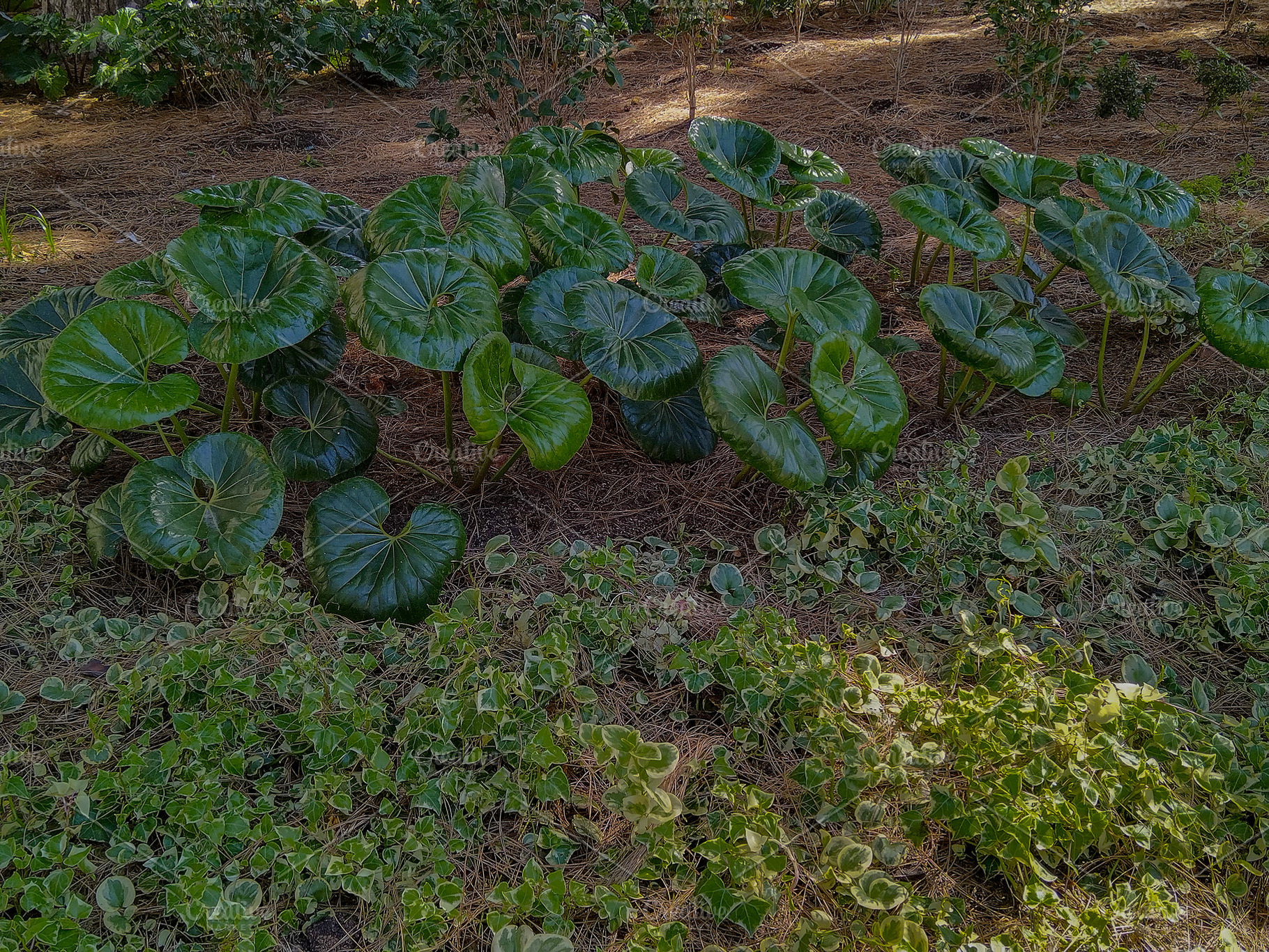Tropical leaves in villa dolores botanical zone, montevideo, uru, a Nature Photo by DanFLCreativo