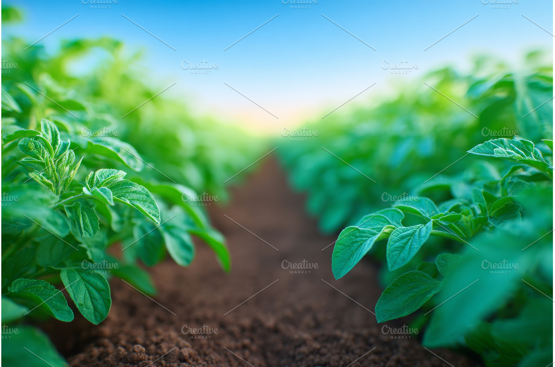 The future of agriculture lies in, a Nature Photo by ZinetroN