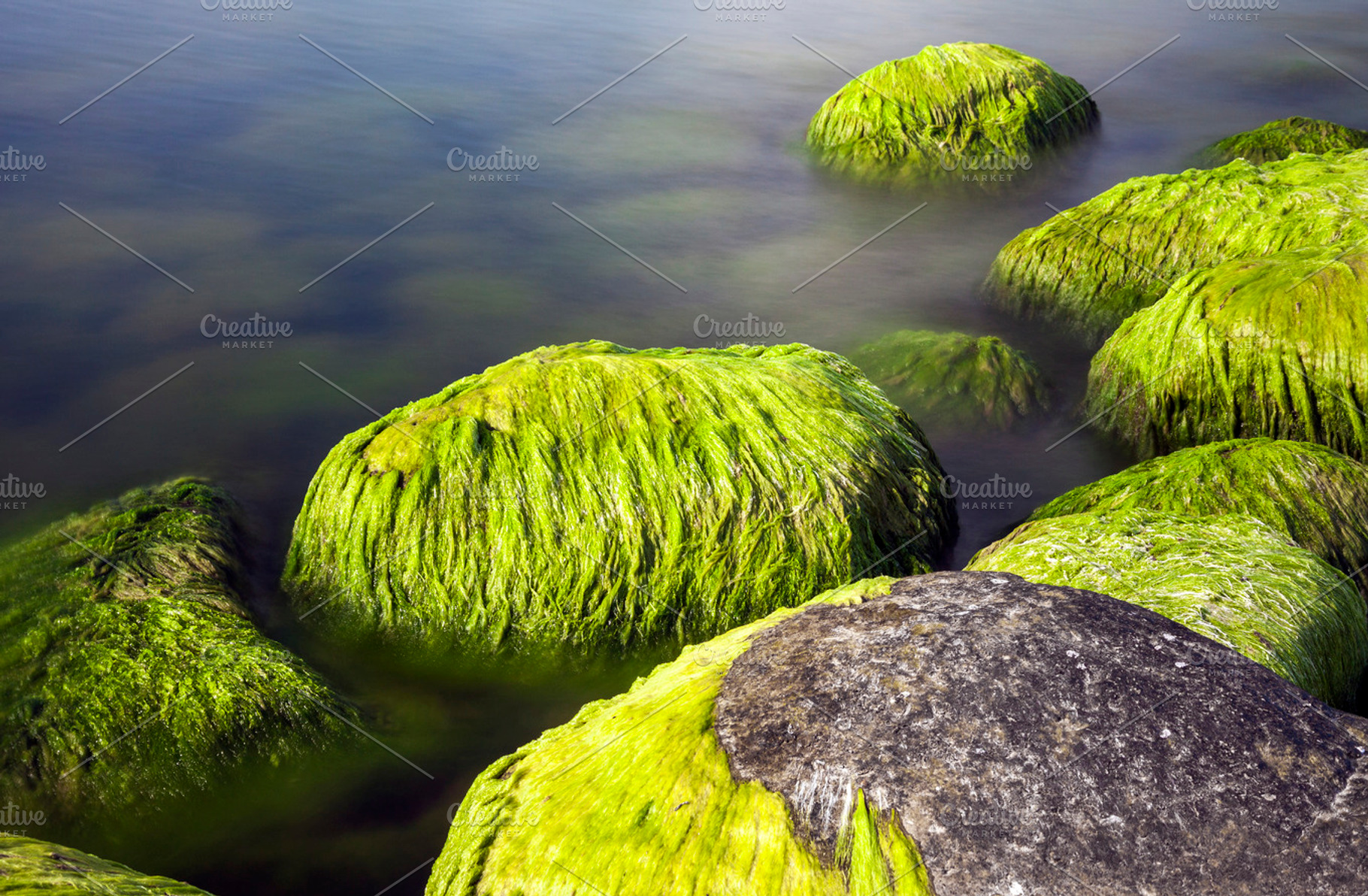 Seaside stones and moss, a Nature Photo by BOOCYS