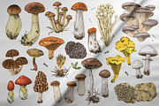 Hand drawn edible mushrooms set, a Food Illustration by handsketched (Thumbnail 4 of 10)