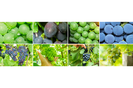 Collage grapes. Clusters of ripening, a Food & Drink Photo by darksoul72