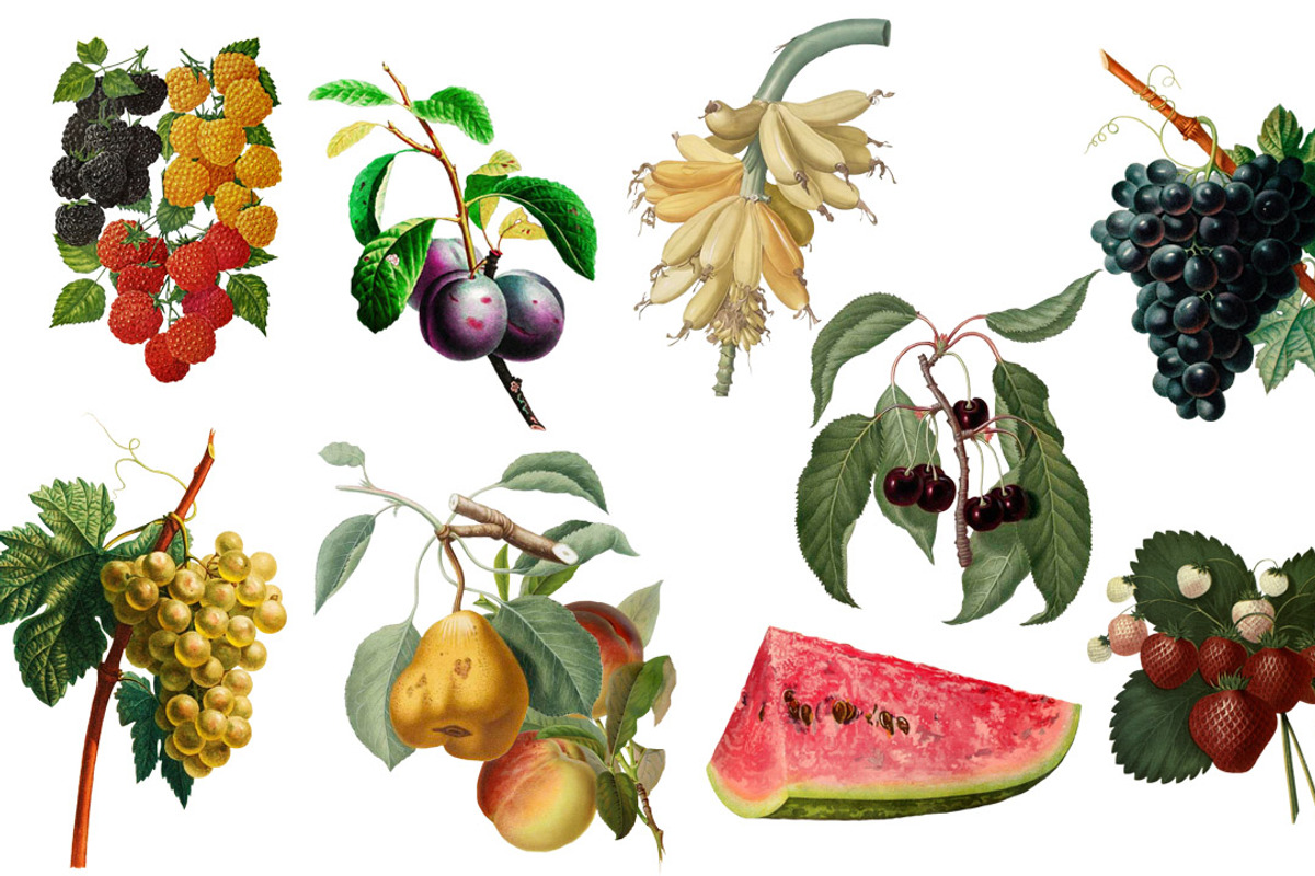 Vintage Fruit, an Illustration by Digital Vintage (Photo 2 of 2)
