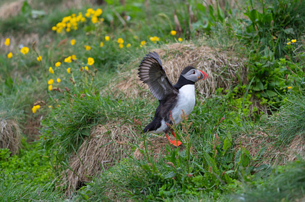 Close up of puffin bird or Fratercula in Iceland in summer seaso