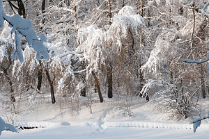 Winter landscape with a pond stock photo containing landscape and tree