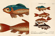 100+ Johann Michael Seligmann, an Animal Illustration by Digital Museum (Thumbnail 8 of 10)
