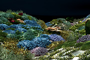 3D Cartoon Underwater Coral Reef Hab, an Environmental 3D Model by NOMODOL (Thumbnail 23 of 24)