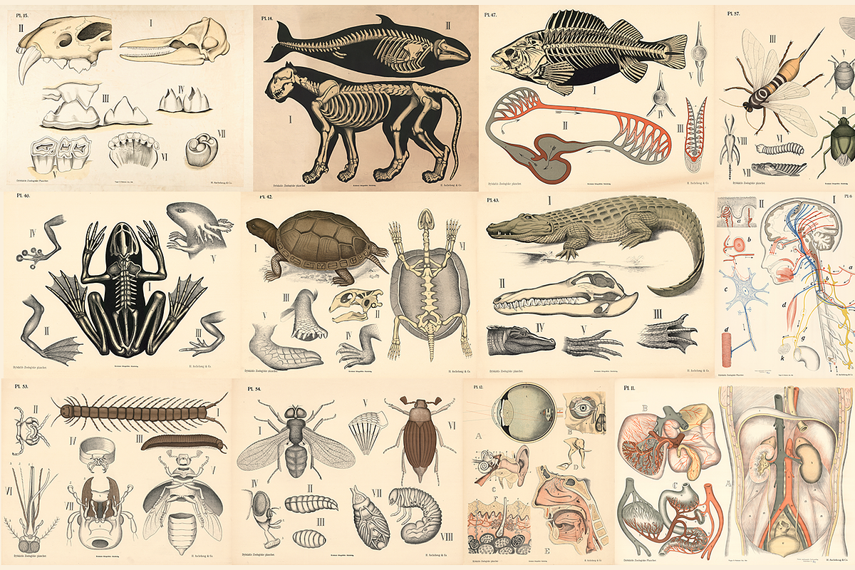 Dybdahl's Zoological Charts, an Animal Illustration by Digital Museum (Photo 5 of 9)