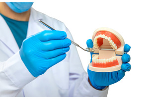 A dentist shows a model of a jaw, a Health & Medical Photo by yanadjana