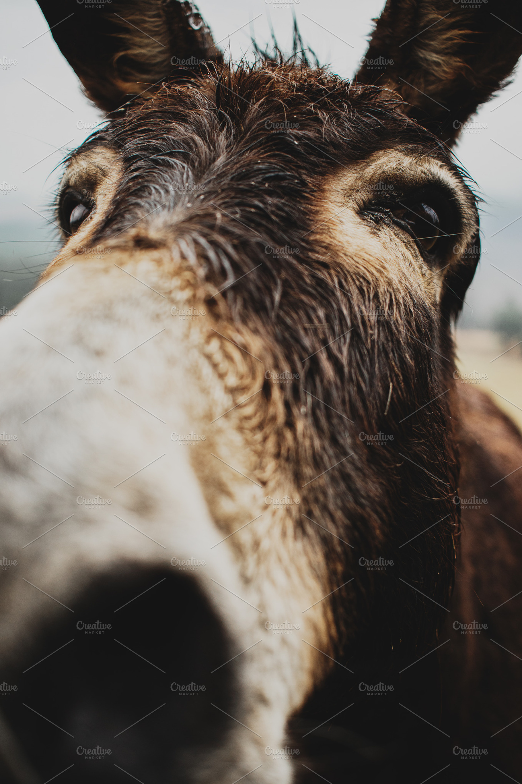 Misty Morning Donkey Portrait, an Animal Photo by René Jordaan Photography