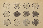 Tree trunk cross section., an Object Graphic by DOBROGRAPH (Thumbnail 3 of 7)