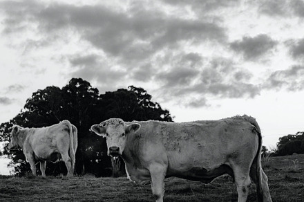 Black and White Cows, an Animal Photo by Nicole's Captured Moments