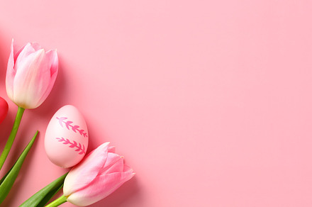 Happy Easter banner design. Tulips and Easter eggs on pastel pink background. T, a Holiday Photo by photoguns