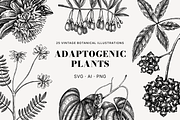 Adaptogenic Plants Vector Collection, a Healthcare Illustration by Yevheniia (Thumbnail 1 of 9)