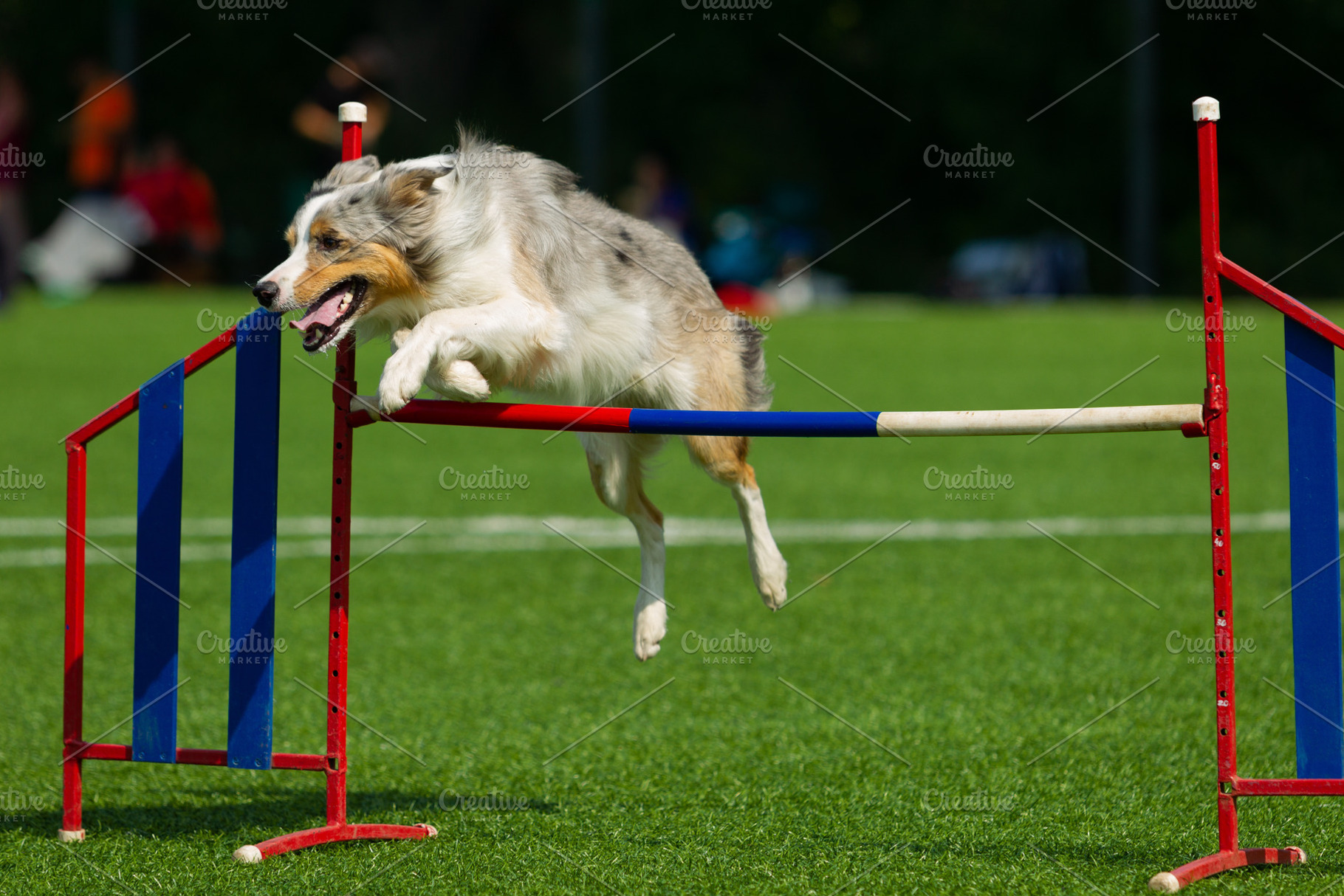 Border collie breed dog for a walk o stock photo containing dog and run, an Animal Photo by oleghz
