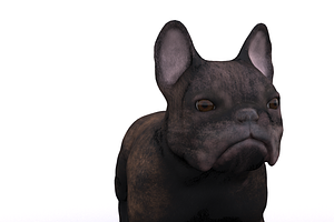 French Bulldog