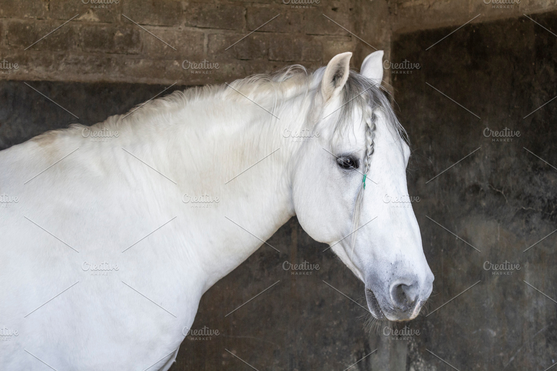 beautiful thoroughbred white horse., an Animal Photo by Mexico stock images