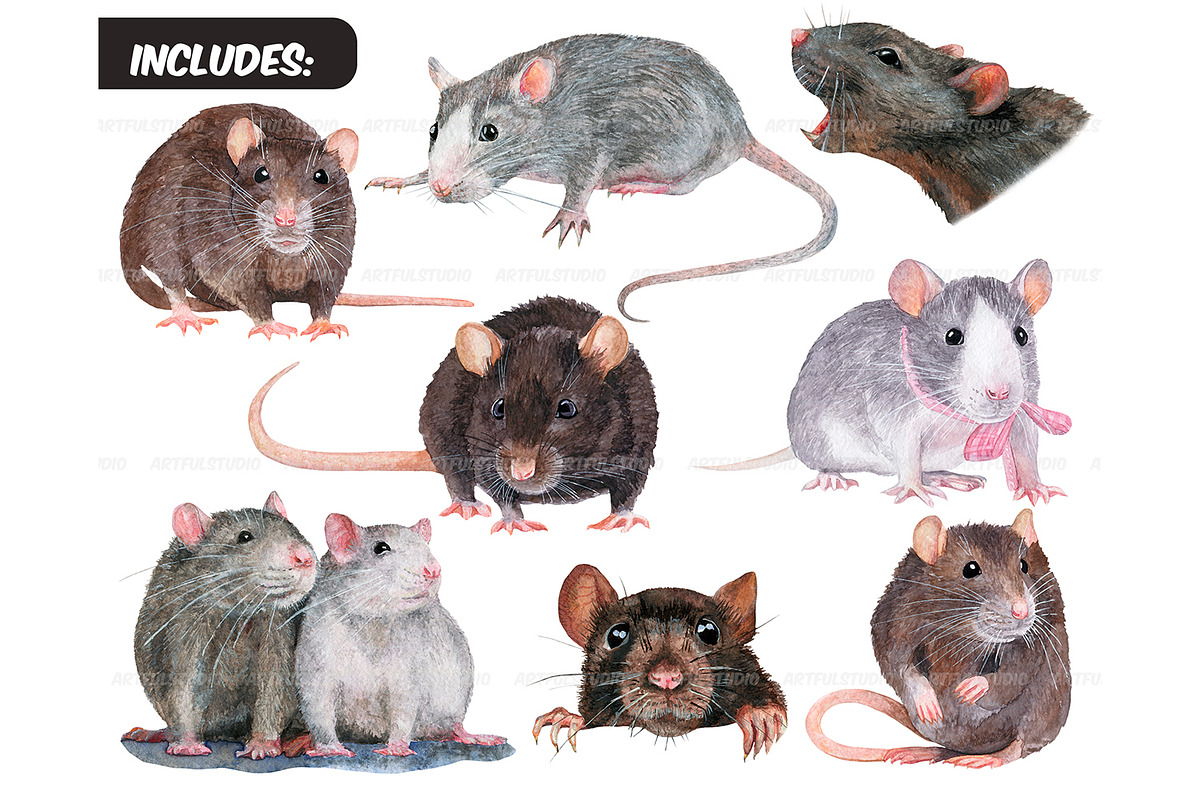 Watercolor realistic rats clipart, an Animal Illustration by ArtfulStudio (Photo 2 of 9)
