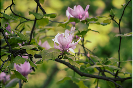 Magnolia spring flowers, a Nature Photo by Nature and travel