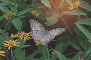 Butterfly pattern 04 featuring photo, pack, and bundle